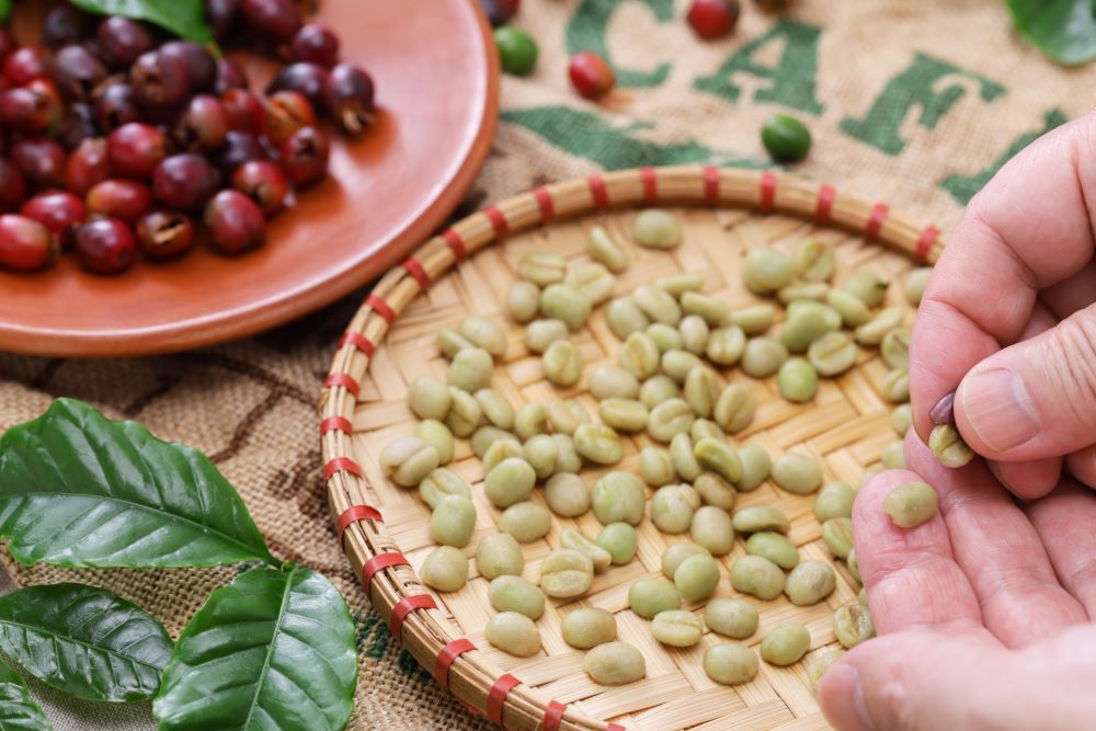 peeling-raw-coffee-beans-from-coffee-cherries-small